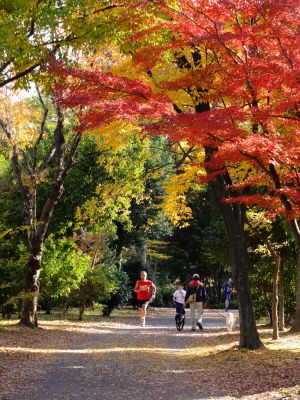ささぶねの道（葛が谷公園）
