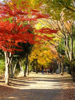 ささぶねの道（葛が谷公園）

