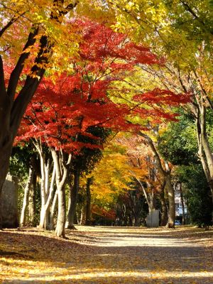 ささぶねの道（葛が谷公園）

