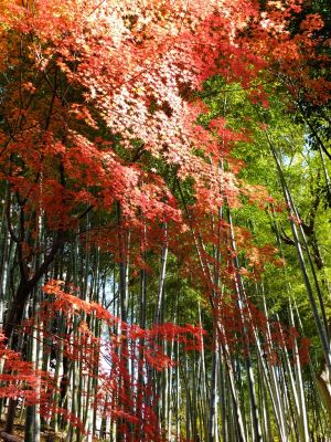 ささぶねの道（御影橋）
