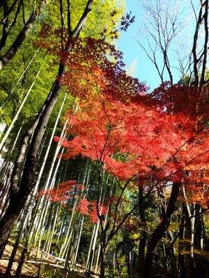ささぶねの道（御影橋）
