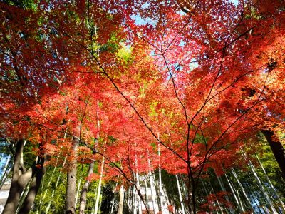 ささぶねの道（御影橋）
