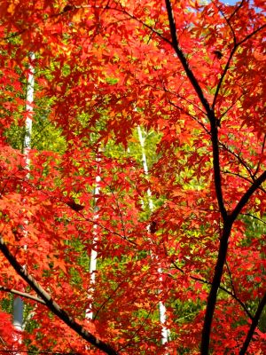 ささぶねの道（御影橋）
