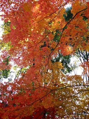 ささぶねの道（御影橋）
