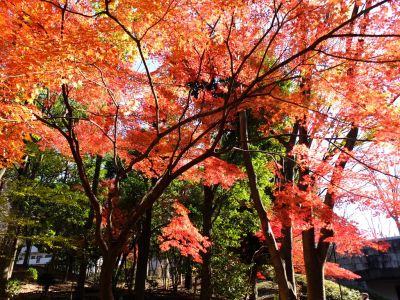 ささぶねの道（御影橋）

