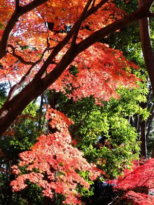 ささぶねの道（御影橋）
