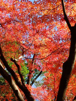 ささぶねの道（御影橋）
