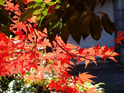 ささぶねの道（御影橋）
