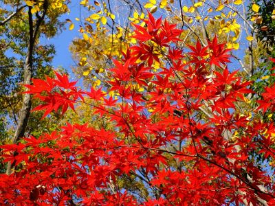 ささぶねの道（御影橋）
