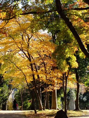 ささぶねの道（御影橋）
