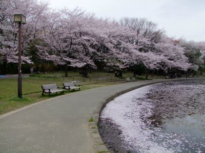 せせらぎ公園
