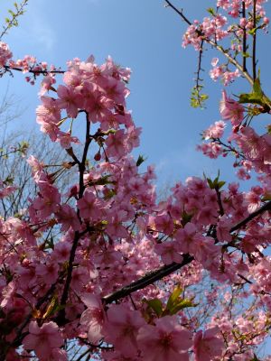 茅ヶ崎公園（河津桜）
