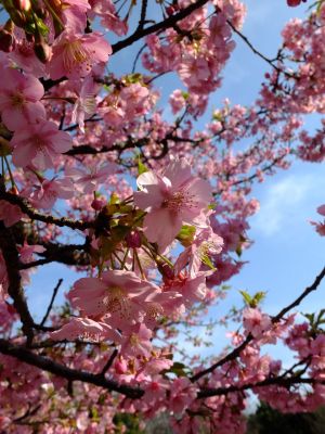 茅ヶ崎公園（河津桜）
