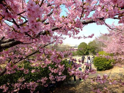 茅ヶ崎公園（河津桜）
