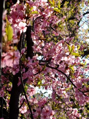 茅ヶ崎公園（河津桜）
