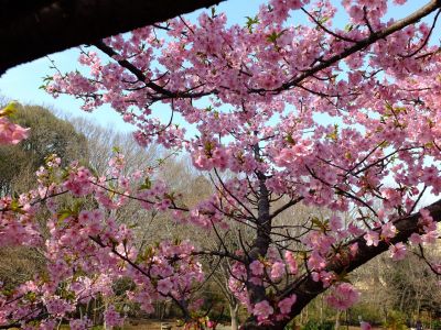 茅ヶ崎公園（河津桜）
