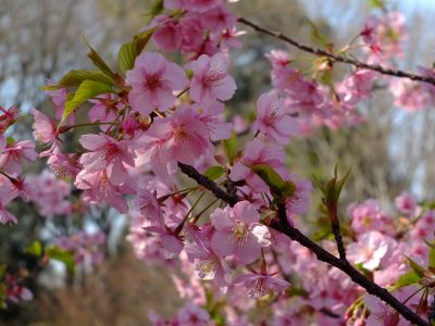 茅ヶ崎公園（河津桜）
