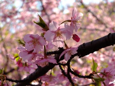 茅ヶ崎公園（河津桜）
