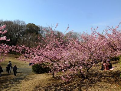 茅ヶ崎公園（河津桜）
