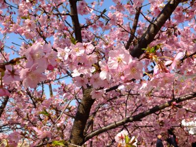 茅ヶ崎公園（河津桜）
