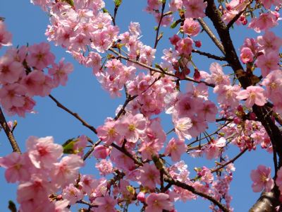 茅ヶ崎公園（河津桜）

