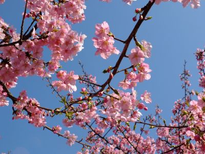 茅ヶ崎公園（河津桜）
