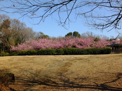 茅ヶ崎公園（河津桜）
