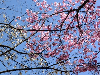 都筑中央公園の横浜緋桜
