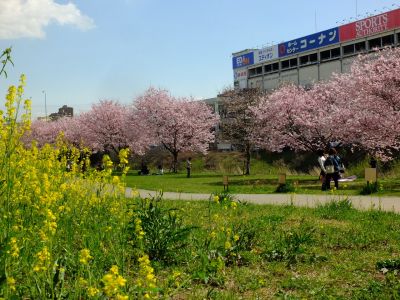 親水広場の神代曙
