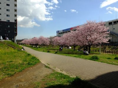 親水広場の神代曙
