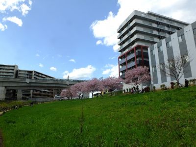 親水広場の神代曙
