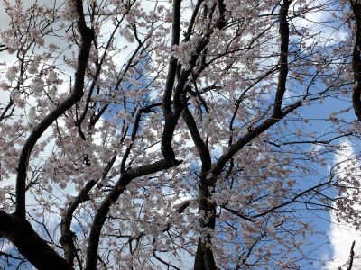 中耕地橋下流の枝垂れ桜
