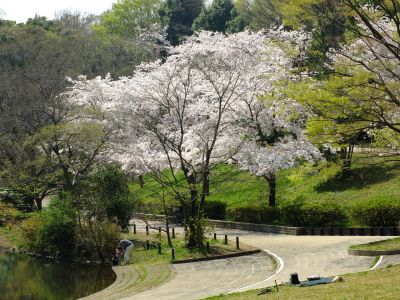 鴨池公園（染井吉野）
