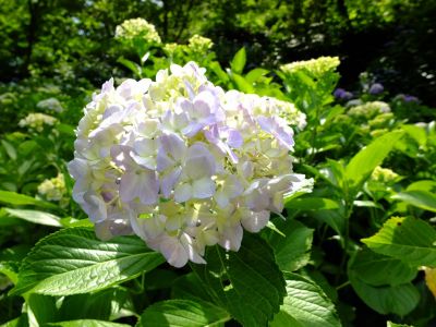 都筑中央公園ばじょうじ谷戸
