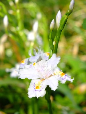 正覚寺（シャガ）
