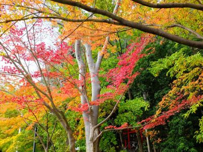 茅ケ崎の杉山神社
