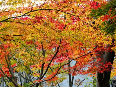 茅ケ崎の杉山神社
