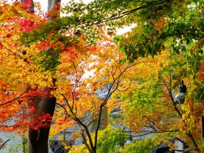 茅ケ崎の杉山神社

