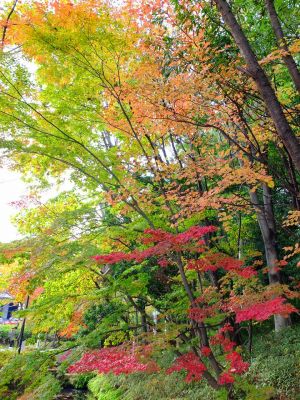 茅ケ崎の杉山神社
