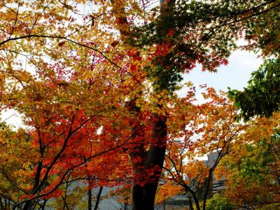 茅ケ崎の杉山神社
