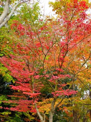 茅ケ崎の杉山神社
