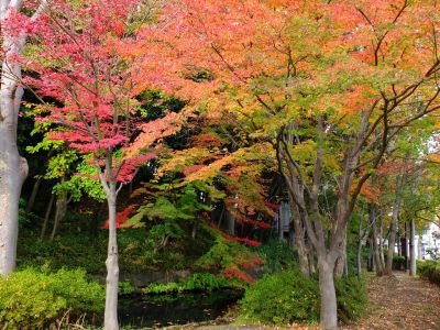 茅ケ崎の杉山神社
