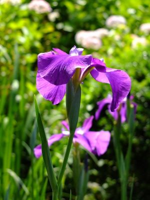 正覚寺（しょうがくじ）
