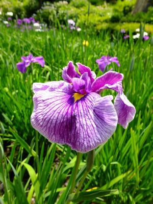 正覚寺（しょうがくじ）
