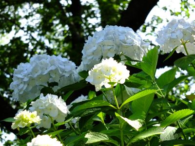 正覚寺（しょうがくじ）
