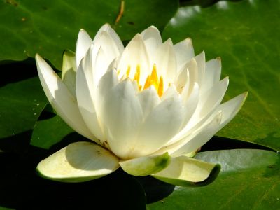 正覚寺（しょうがくじ）
