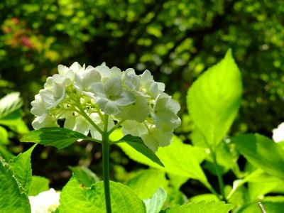 正覚寺（しょうがくじ）
