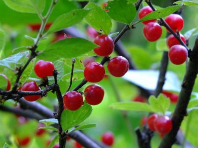 茅ヶ崎公園（ユスラウメ）桜桃 （ゆすらうめ）
