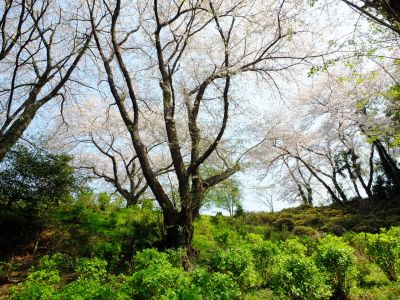 正覚寺（しょうがくじ）
