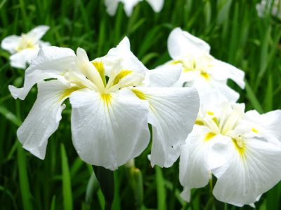 正覚寺（花菖蒲）
